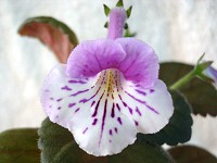 Sinningia 'Ozark Purple Zebra' Sinningia 'Ozark Purple Zebra'
